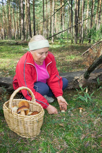 Mujer recoger setas en el bosque — Foto de Stock