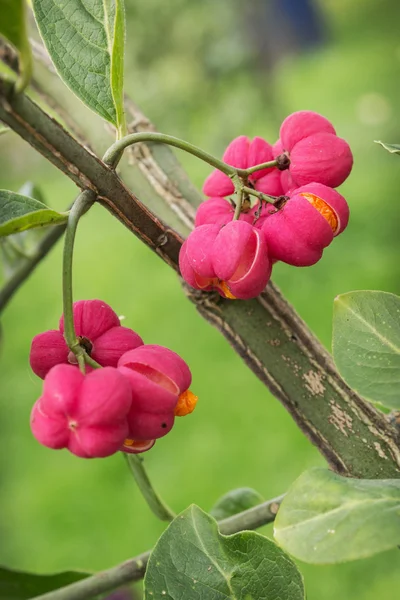 Beau fruit brillant euonymus en septembre — Photo