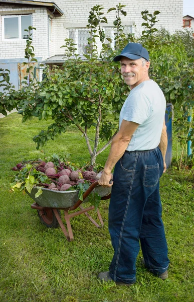 Homem com um carrinho de mão beterraba vermelha em seu jardim — Fotografia de Stock