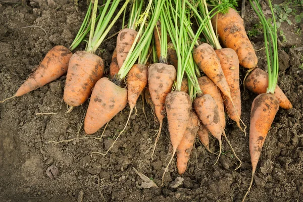 Dug carrots lying on the arable land — Stock Photo, Image