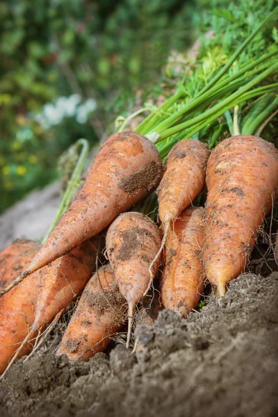 Carrots lies on the edge of the field — Stock Photo, Image