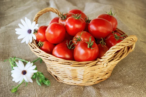 Stilleben av en korg med tomater — Stockfoto