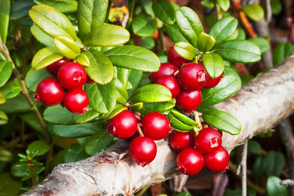 Berries lingonberry (Vaccinium vitis-idaea), end of August