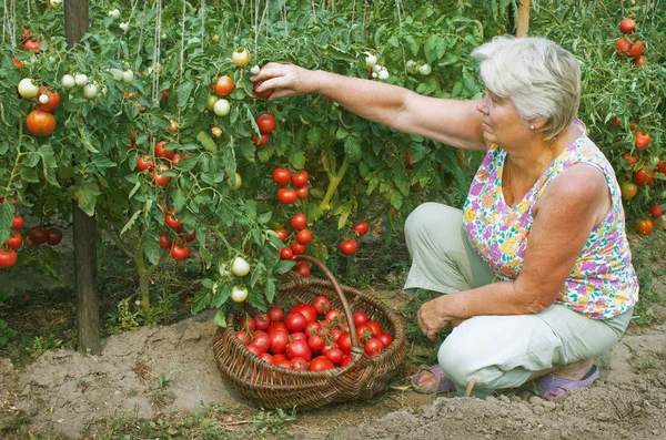 Vrouw die werkt in haar tuin, verzamelt tomaten — Stockfoto