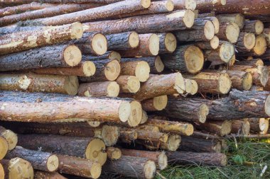 Kesilen ağaç gövdeleri yığını