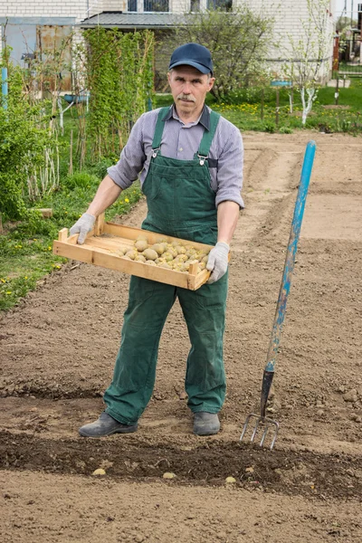 男がジャガイモを植えはじめた — ストック写真