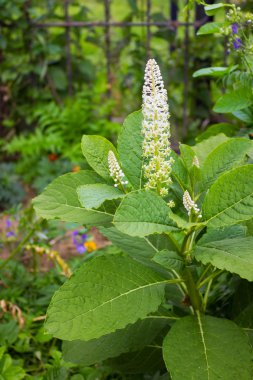 Pokeweed (phytolacca) Haziran ayında çiçekli zaman