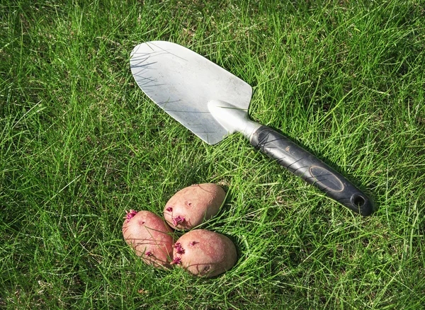Saatkartoffeln und Schaufel auf dem Gras — Stockfoto