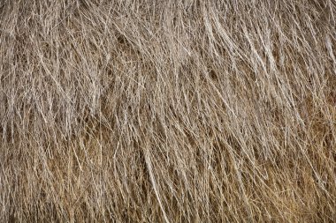 Arka plan olarak eski saman