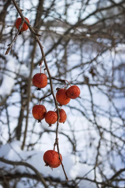 Vruchten wild appelbomen bos winter op twig — Stockfoto