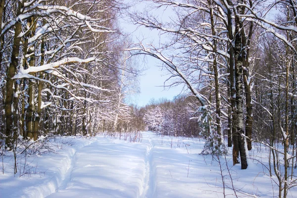 Wanderwege im Wald in der Schneezeit — Stockfoto