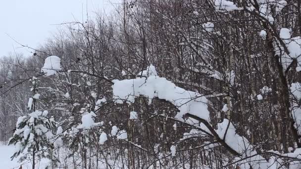 Grandes chutes de neige en février — Video