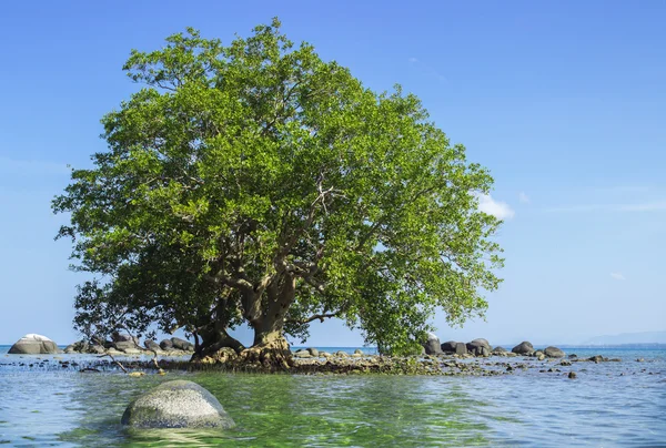 Düşük tide ve yüksek gelgit alanı Mangrove — Stok fotoğraf