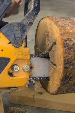 Kızılağaç günlüğünden bir kuş yapma