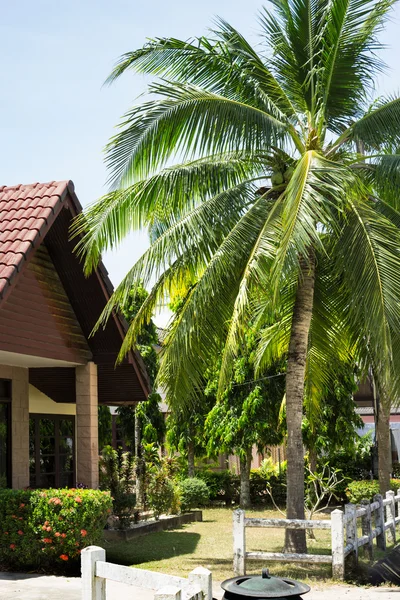 Palme da cocco nel villaggio tailandese — Foto Stock