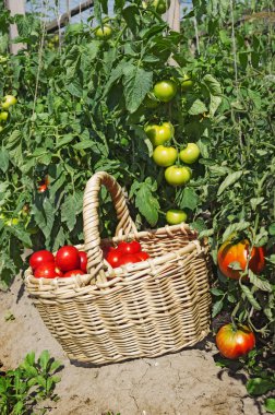 Hasır sepet içinde kırmızı domates