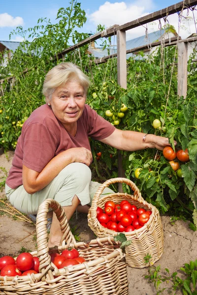 Žena sklízí úrodu rajčat — Stock fotografie