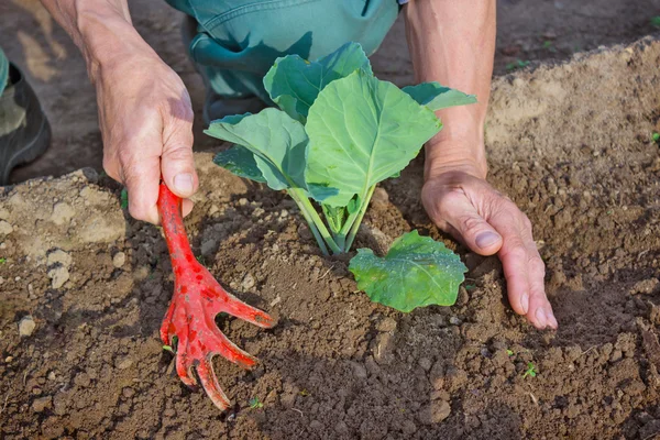 Hilling cabbage seedlings  in the spring — Stock Photo, Image