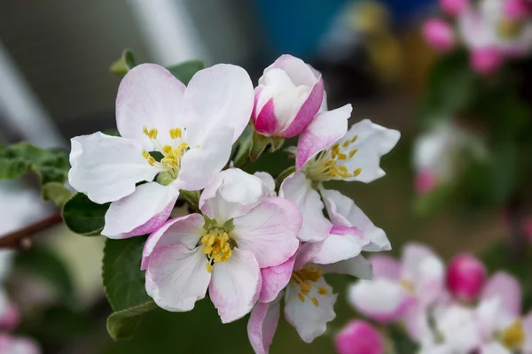 Pembe çiçekler elma — Stok fotoğraf