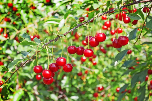 Lots of cherries on a thin twig — Stock Photo, Image