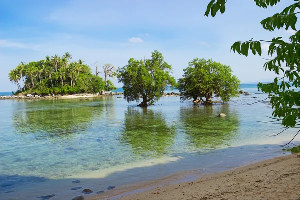Tree mangrove in area of low tide. Thailand — Stock Photo, Image