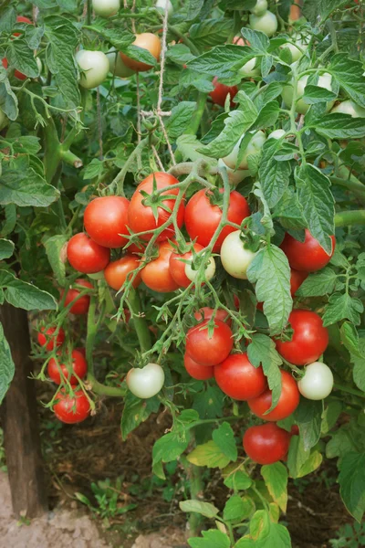 Frutificação abundante de tomates, agosto Imagem De Stock