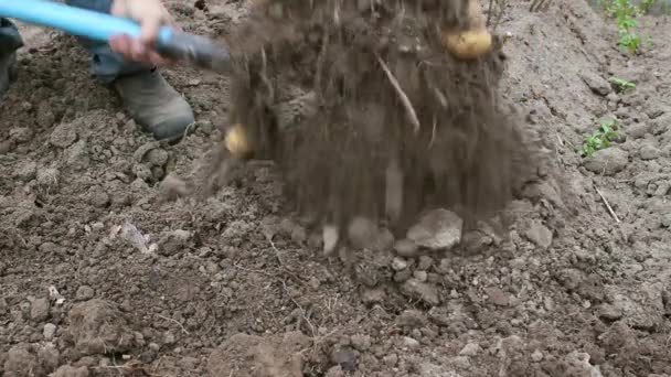 Выкапывание картошки в августе — стоковое видео