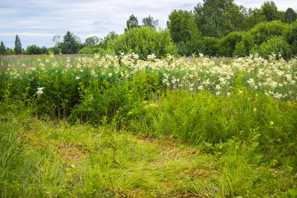 Thickets of meadowsweet — Stock Photo, Image