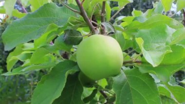 Büyük elma yeşil