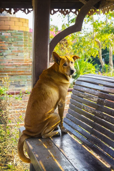 Cão sem-teto com olhos tristes — Fotografia de Stock