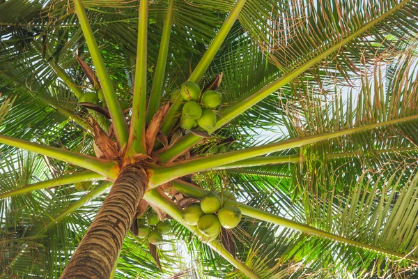 Kokosnoten onder de bladeren van de palmbomen — Stockfoto