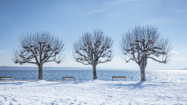 Зимний пейзаж с деревьями и скамейками — стоковое фото