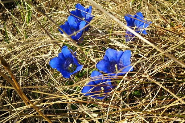 Γεντιανή μπλε λουλούδια — Φωτογραφία Αρχείου