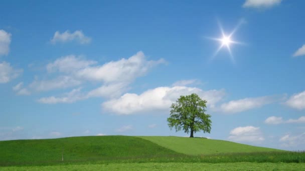 Árbol solitario en el prado verde — Vídeos de Stock