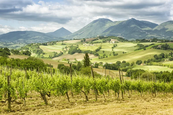 Wijngaarden in Italië-Marche — Stockfoto