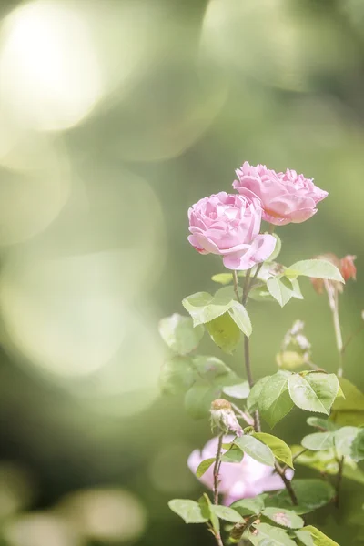 粉红色的野玫瑰 — 图库照片