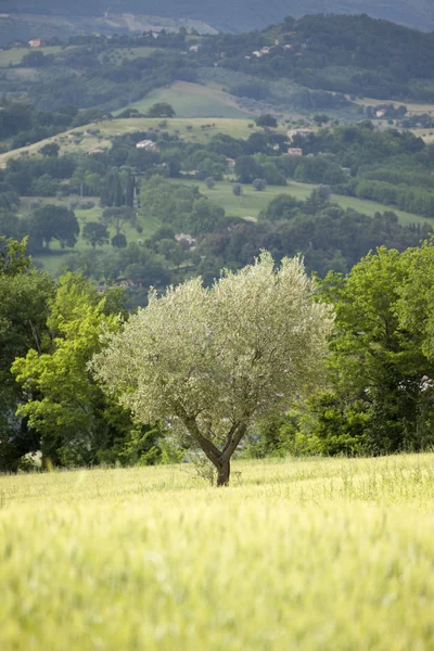 Mladý olivovník — Stock fotografie