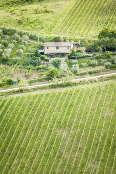 Huis temidden van wijnstokken en olijfbomen — Stockfoto