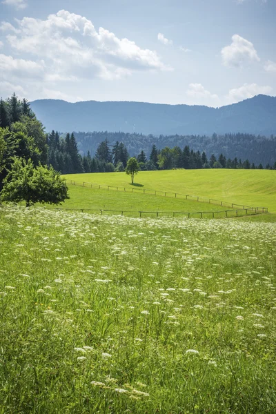 Zelená louka s květinami — Stock fotografie