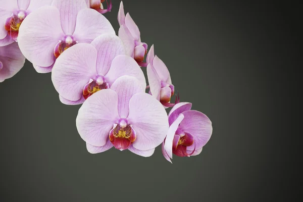 Rózsaszín orchidea virág — Stock Fotó