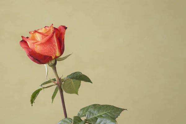 Rode rose bloem — Stockfoto