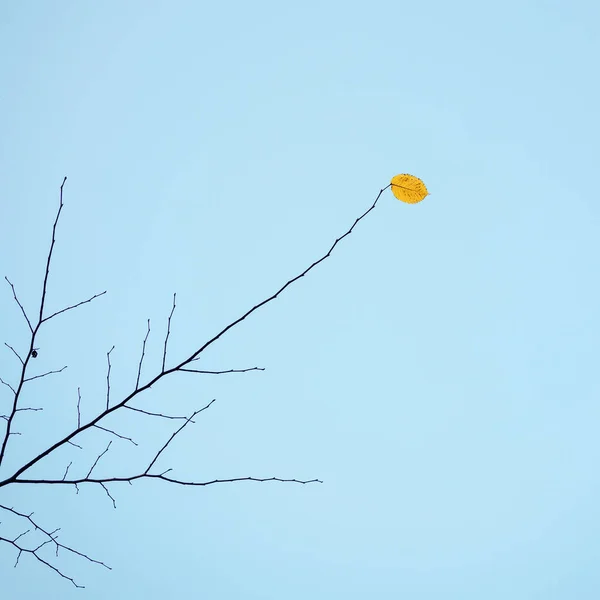 Uma Imagem Folha Colorida Outono — Fotografia de Stock