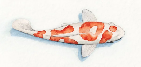 Illustration Typical Koi Fish Red Pattern Show Word Koi — Stock Photo, Image
