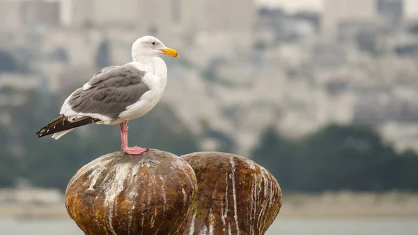 Una Imagen Una Gaviota Típica Entorno Urbano —  Fotos de Stock