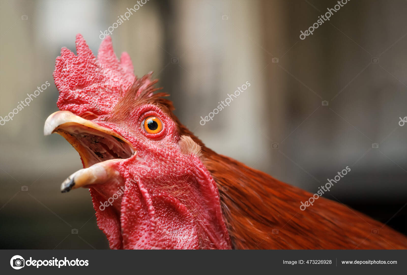 Angry chicken Stock Photos, Royalty Free Angry chicken Images |  Depositphotos