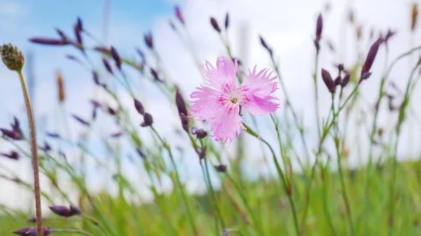 Uma Imagem Uma Flor Cravo Rosa Selvagem — Fotografia de Stock