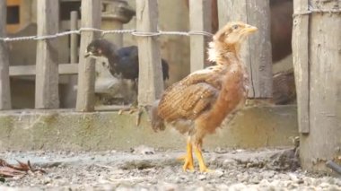 Genç tavuk mısır arıyor.