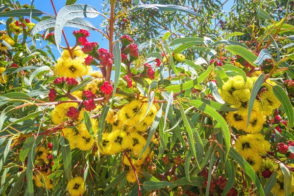 Sarı Bir Okaliptüs Ağacı Çiçeği Resmi — Stok fotoğraf