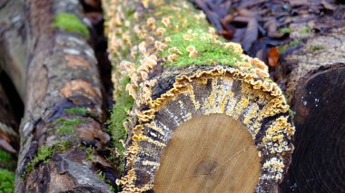 Ağaç gövdesi mantarı resmi.