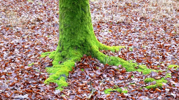 Das Bild Eines Moosbedeckten Baumstammes — Stockfoto